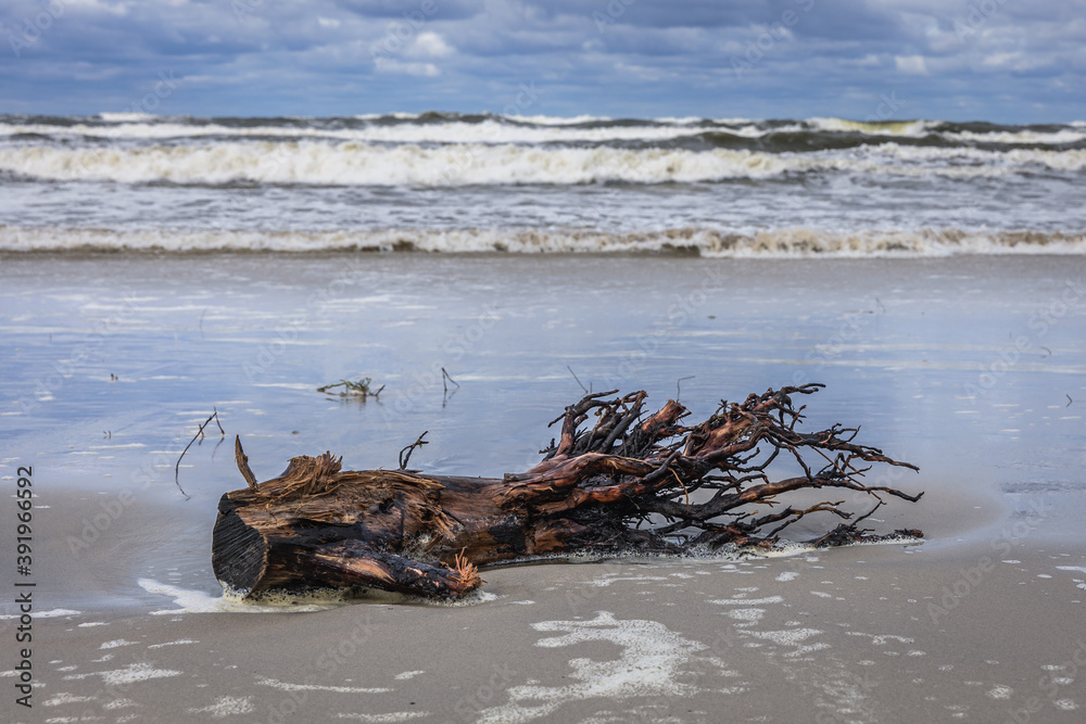Remains of tree on Baltic Sea beach on Vistula Spit between Vistula Lagoon and Bay of Gdansk, near Katy Rybackie village, Poland