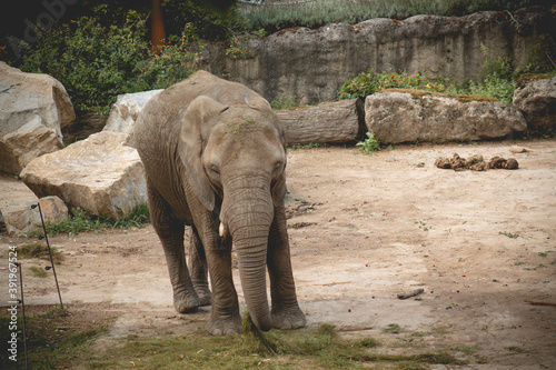 elephant in a zoo