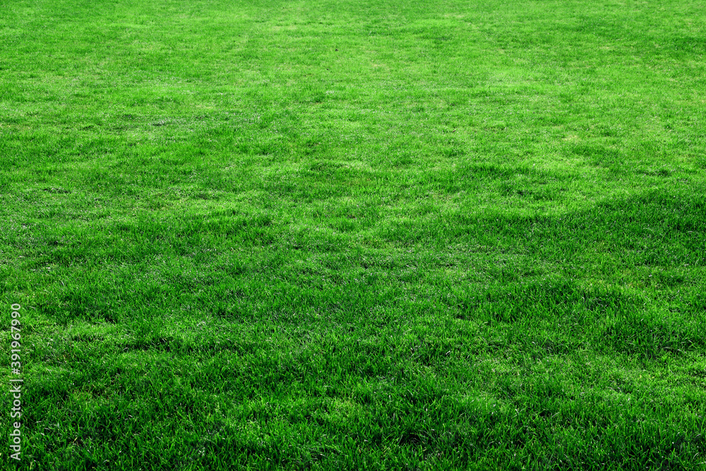 Smooth green grass in a golf playing field.