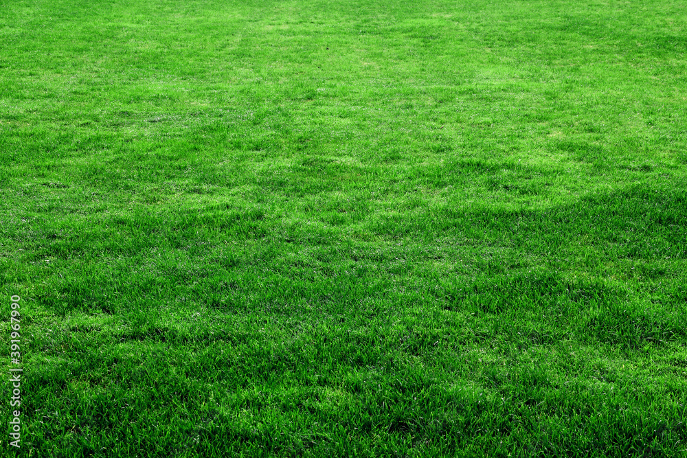 Smooth green grass in a golf playing field. Smooth green grass in a golf playing field.