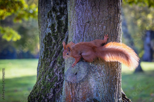 red squirrel on a tree during autumn in Lazienki Park - Royal Baths Park in Warsaw, capital of Poland