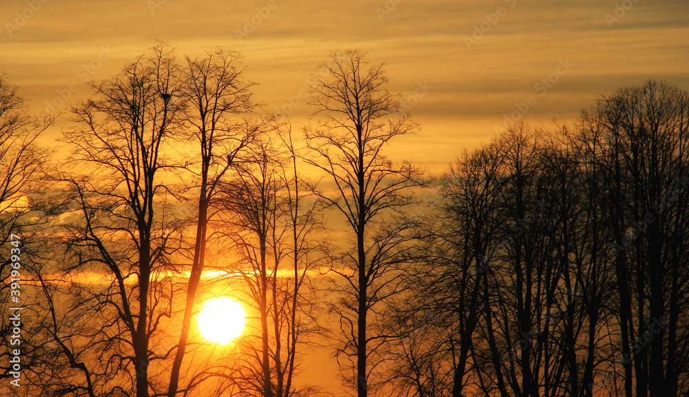 Naklejka premium Sunset in the bald winter forest.