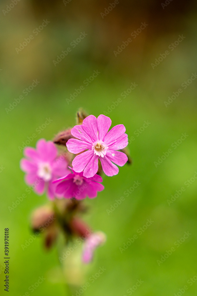Kleine rosa Blüten vor unscharfen grünem Hintergrund