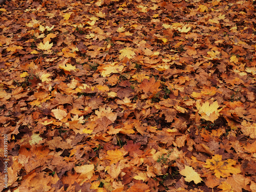 Autumn Abstract - Colorful Leaves With Defocused Park In Background At Sunset. Sunlight from foliage in sunny day. Autumn background. Soft focus.