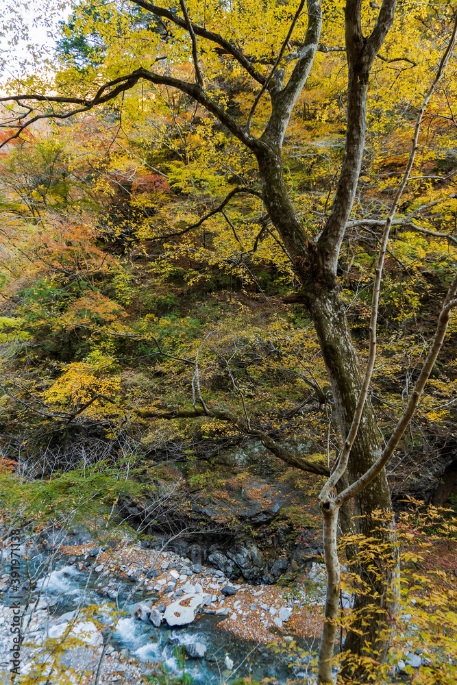 中津川の紅葉／秩父多摩甲斐国立公園（埼玉県秩父市）