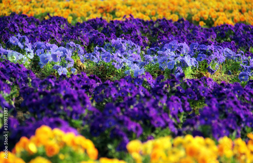 Vivid purple and orange flowers.