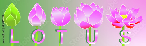 Pink lotus flower from bud until blooming, green to pink gradient background, symbol of Buddhism.flat vector illustration © Charinya