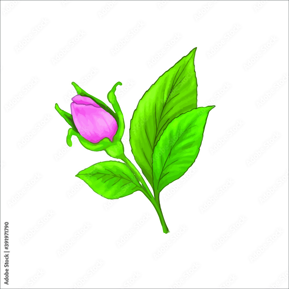 Fototapeta premium Hand drawn watercolour effect roses, buds and leaves isolated. Pink vector bud of rose on white background.