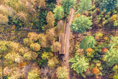 a partially felled mixed forest from above