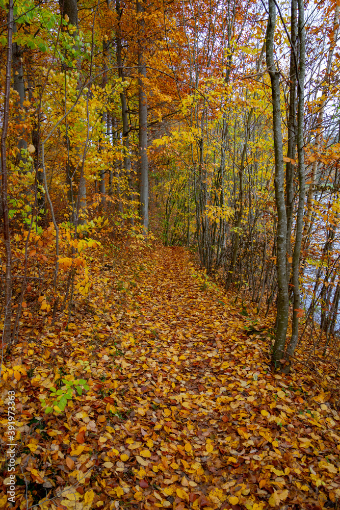 Obraz premium Pathway through a autumn forest