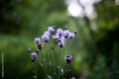 Blooming serratula with blurred background