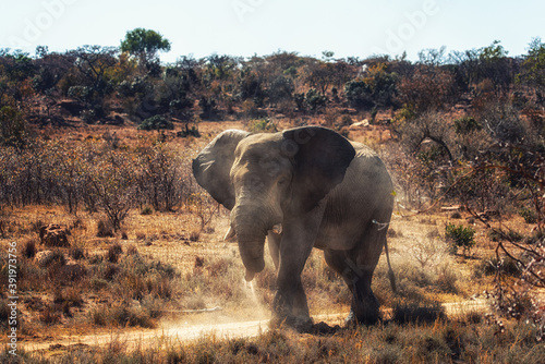 African elephant, Loxodonta africana africana, Welgevonden Game Reserve, South Africa photo