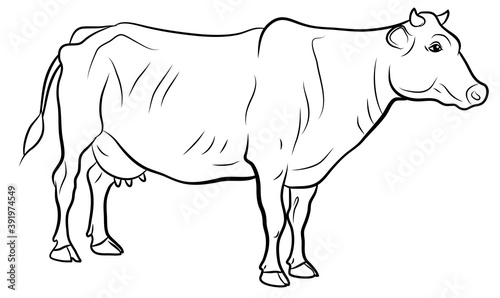 In the animal world. Image of a cow. Black and white drawing, coloring.