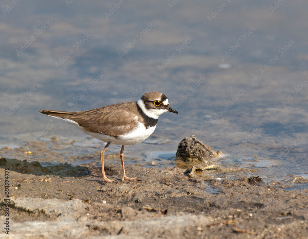 Kleine Plevier; Little Ringed Plover; Charadrius dubius Kleine Plevier; Little Ringed Plover; Charadrius dubius
