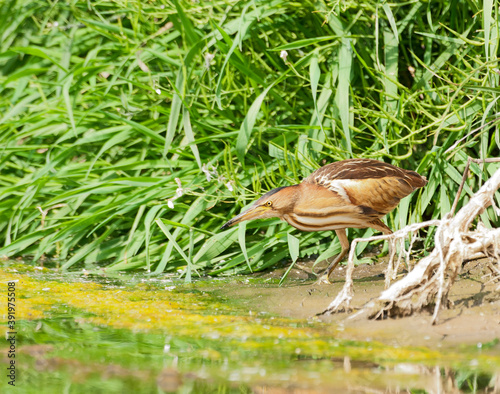 Woudaapje,Little Bittern, Ixobrychus minutus photo