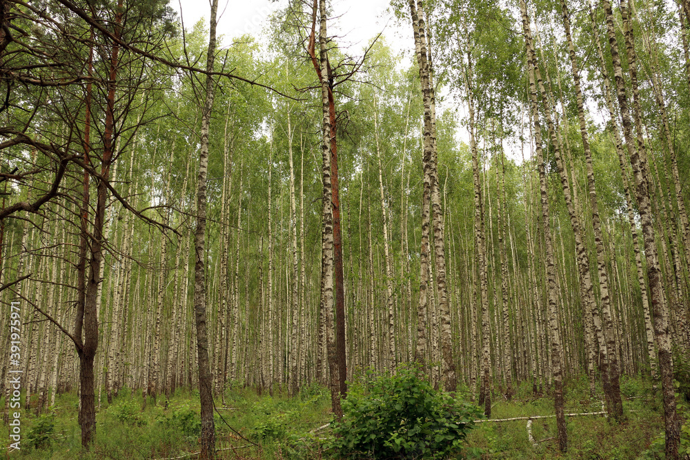 Fototapeta premium Birches. Birch forest on a summer day.