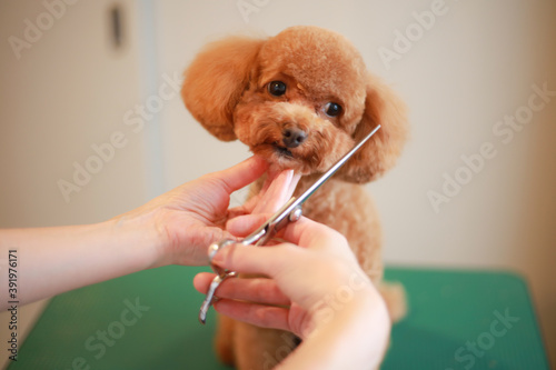 小型犬のトリミング photo