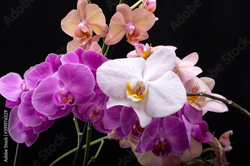 Beauty colorful orchid flowers isolated on black background