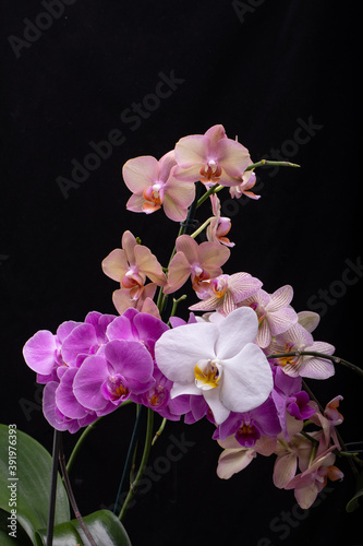 Beauty colorful orchid flowers isolated on black background