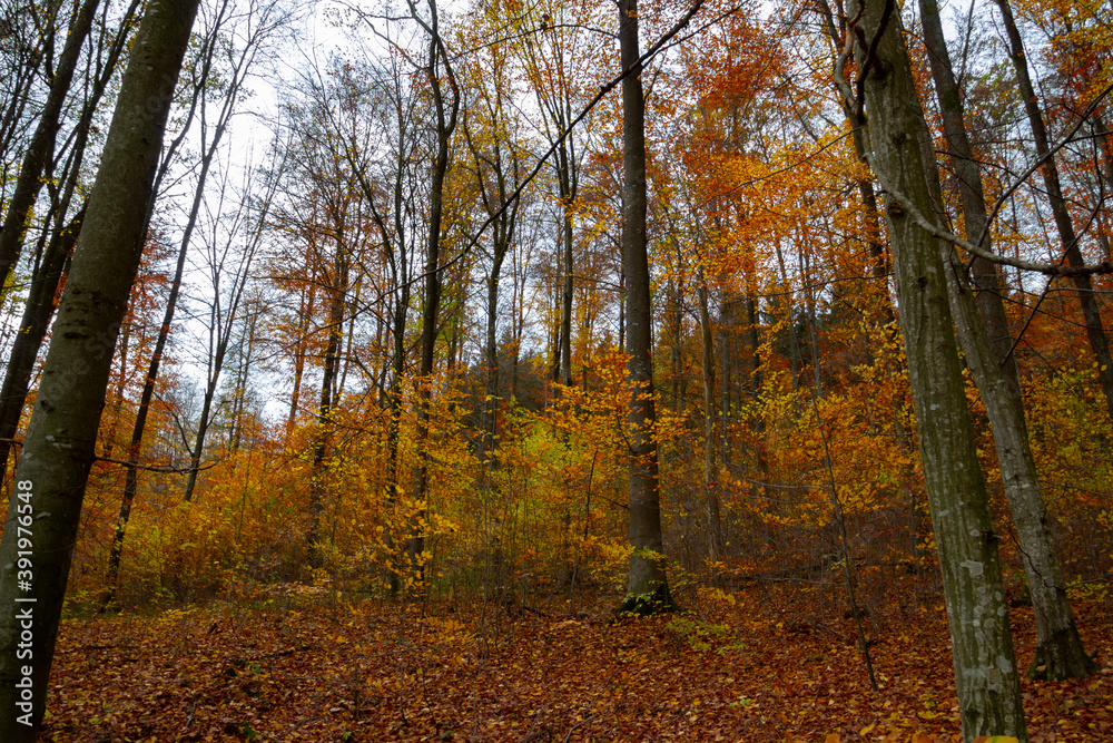 Fototapeta premium Autumn forest trees for natural autumn background