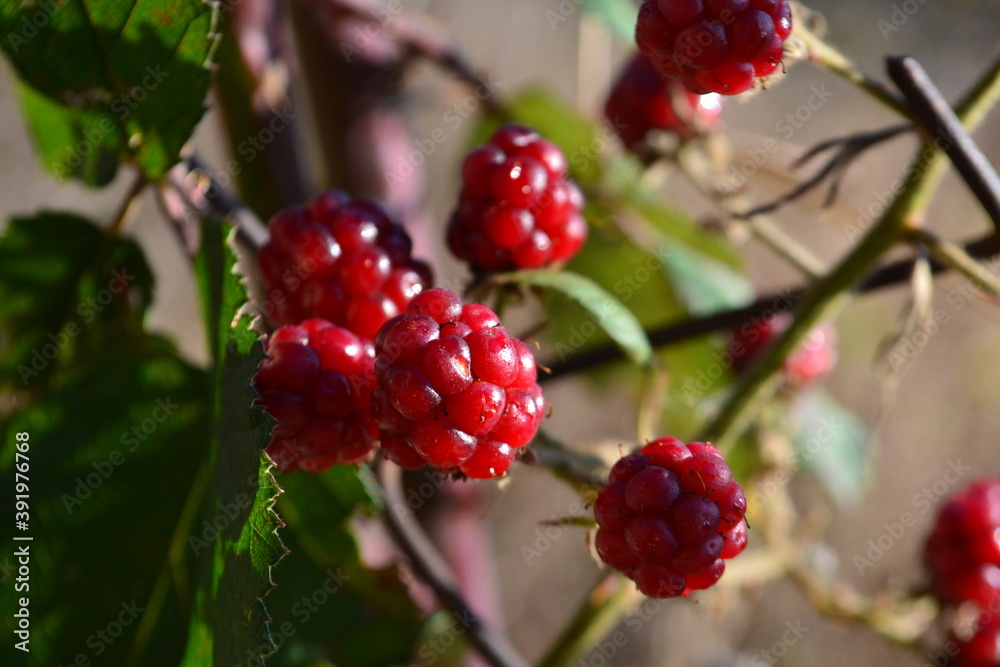 unripe blackberries unripe blackberries