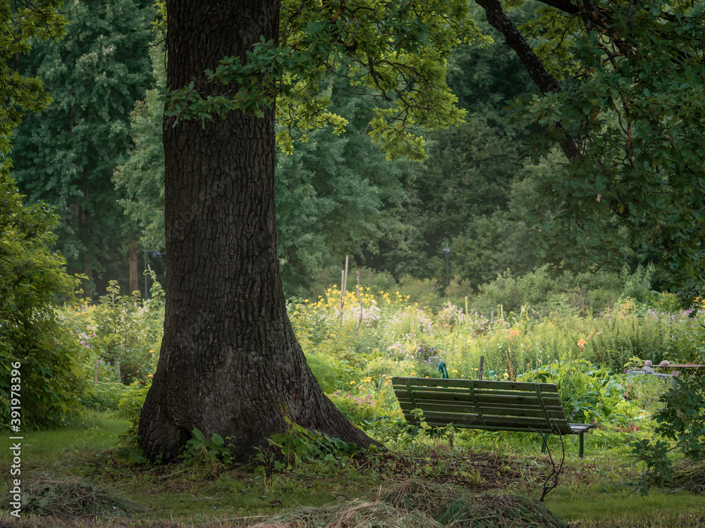 Big old oak tree and a garden bench in a blooming summer garden, atmospheric scene with no people, selective focus Big old oak tree and a garden bench in a blooming summer garden, atmospheric scene with no people, selective focus