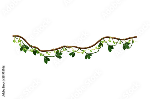 Liana as Long-stemmed Woody Vine Climbing and Tangled Around Tree Vector Illustration