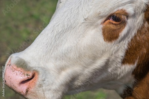Portrait of a young cow with beautiful eyes and cilia in profile closeup