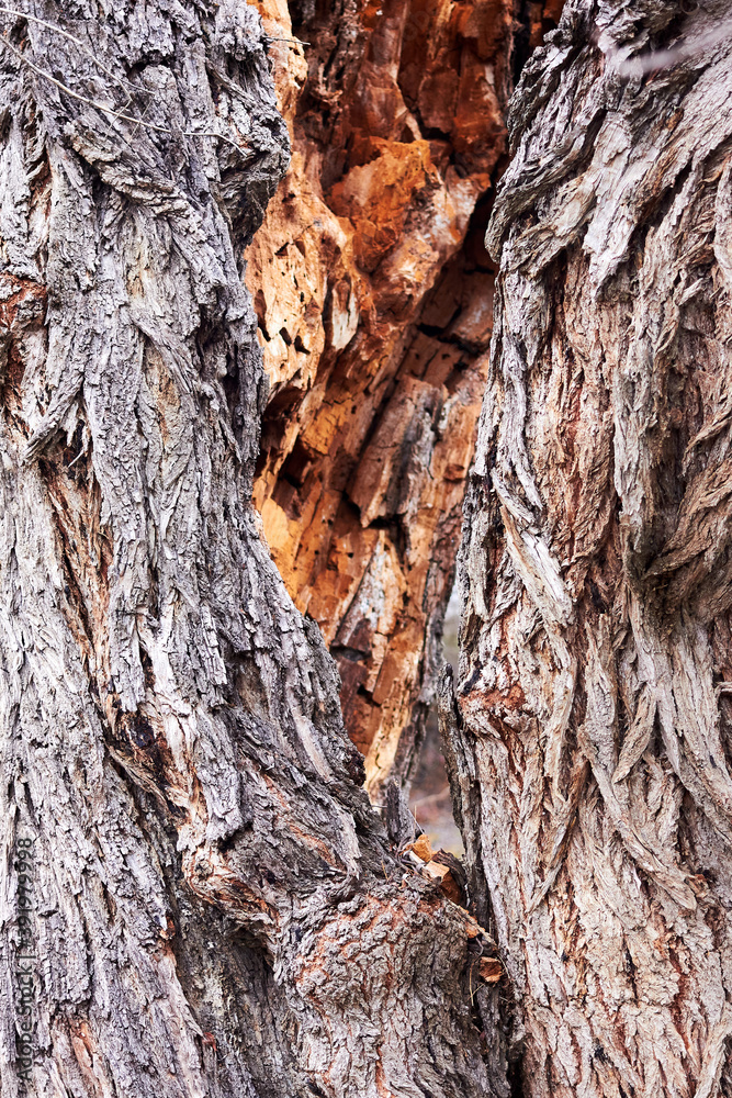 Closeup fragments of old rotten trunk of willow tree. Abstract from the tree trunk Closeup fragments of old rotten trunk of willow tree. Abstract from the tree trunk