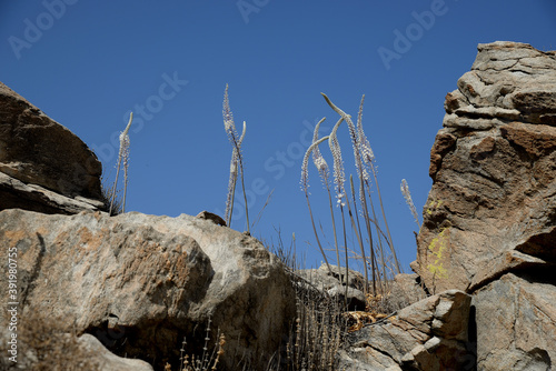 Drimia numidica is on the Kolimbithres beach. photo