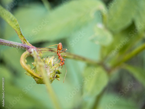 Red ants on green grass on nature background