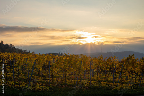 Bäume Laub Herbst Weinberge Sonnenuntergang wolken