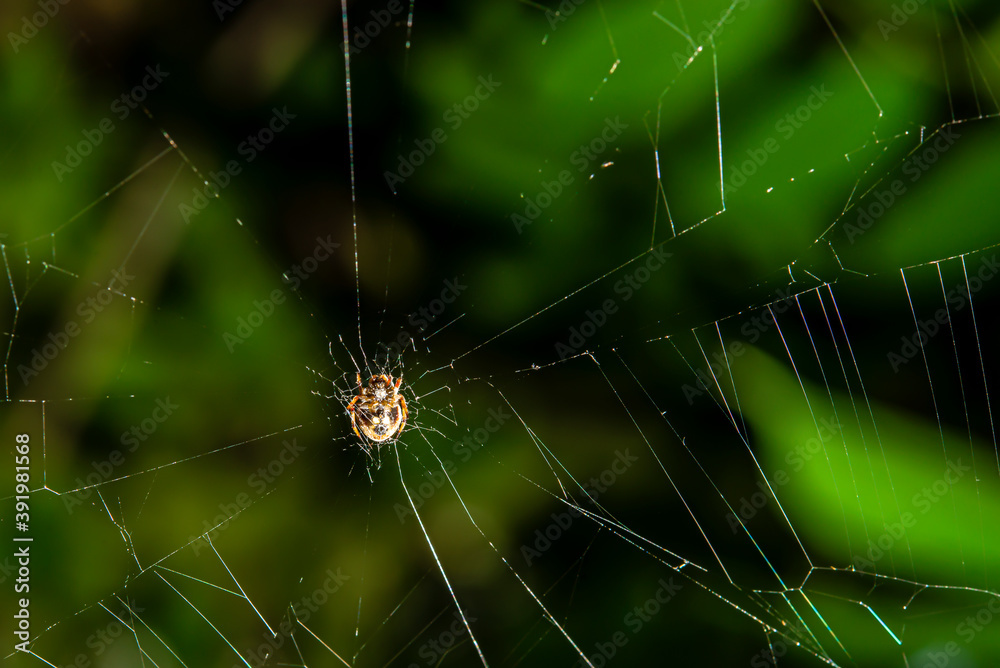 Spider waiting for prey to feed on its fiber. Spider waiting for prey to feed on its fiber.