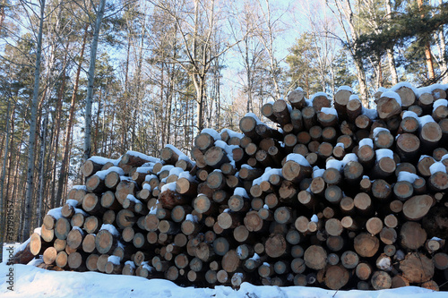 Forest industry. Tree trunks in the forest.