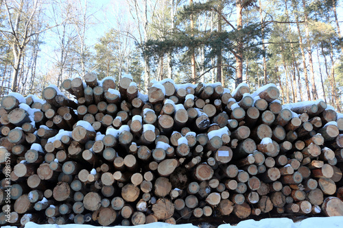 Forest industry. Tree trunks in the forest.