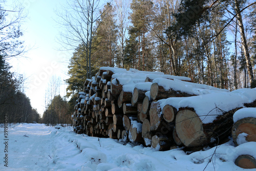 Forest industry. Tree trunks in the forest.