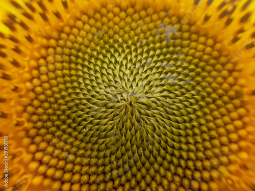 Golden section of sunflower texture close-up