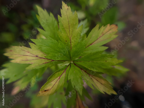 The top of the beautiful green grass