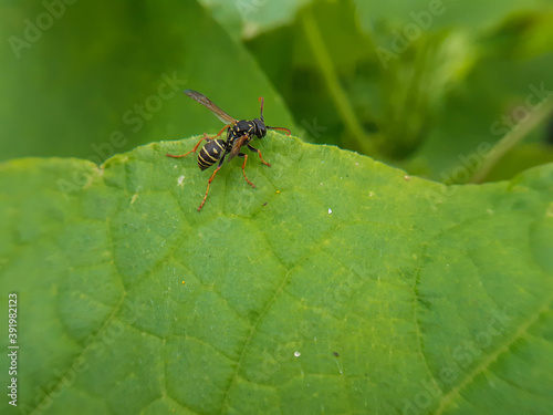 A small wasp on a large green leaf