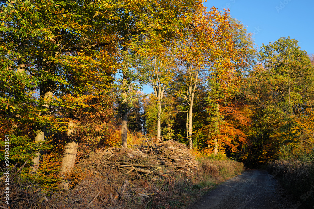Waldweg mit Totholzhecke aus Gehölzschnitt als Lebensraum für Vögel, Kleinsäuger und Insekten und Herbstwald im Hintergrund - Stockfoto 