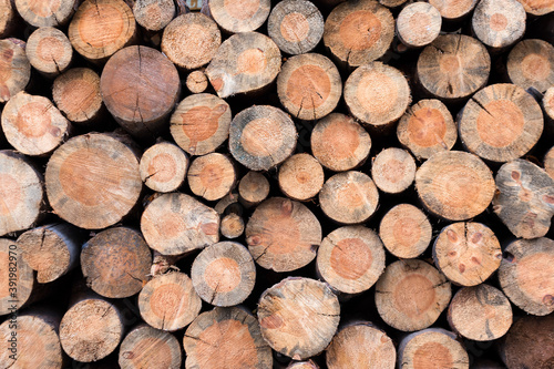 Pile of wooden logs stacked together on top of each other. Natural wood  sawn logs as background. Wall of stacked wood logs