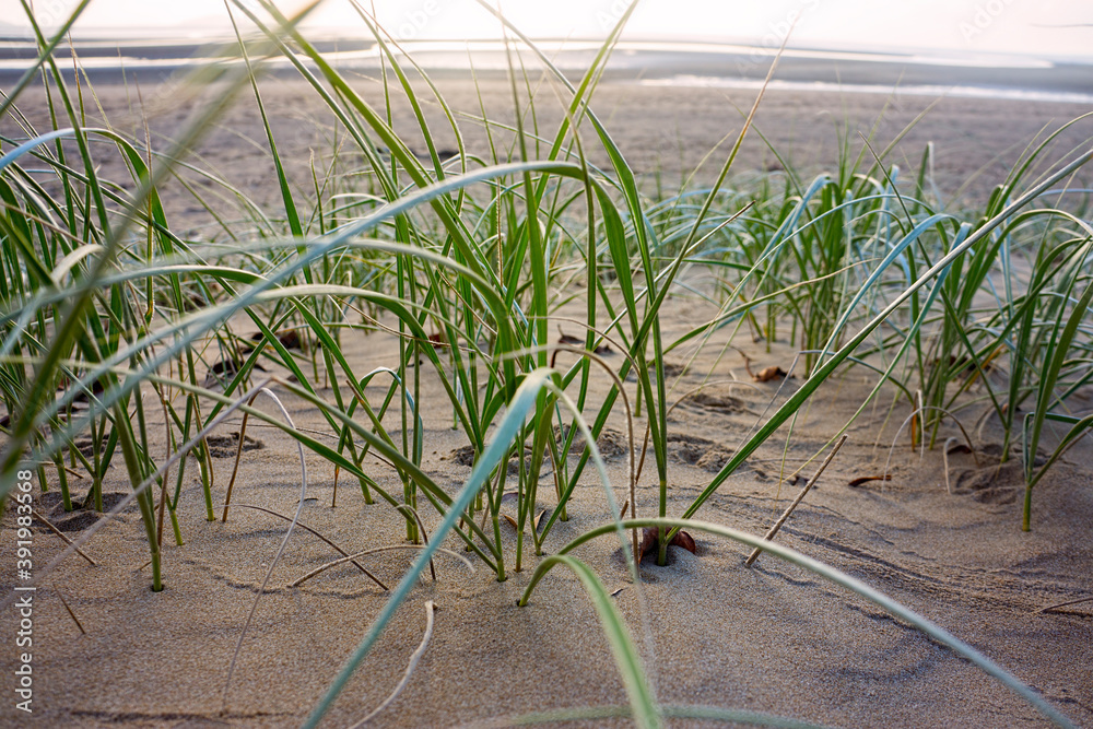 Fototapeta premium Beach grass growing on sand dunes