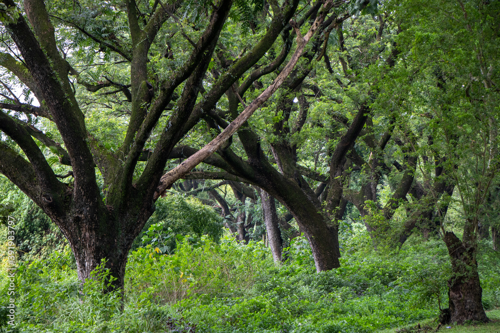 Large Trees and Curved Branches in Lush Forest on the island of Luzon, Philippines (Evening/Sunset) Large Trees and Curved Branches in Lush Forest on the island of Luzon, Philippines (Evening/Sunset)