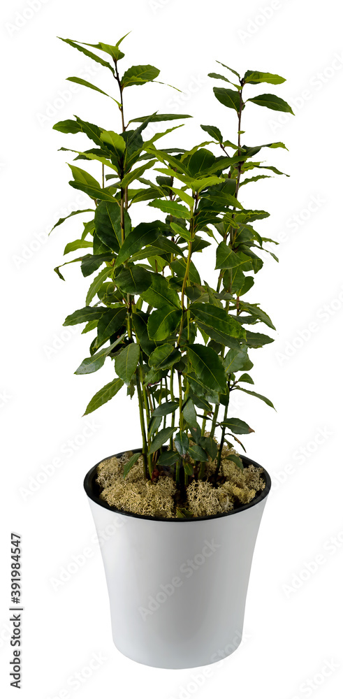 Obraz premium An indoor plant Laurus in white flower pot on white isolated background.