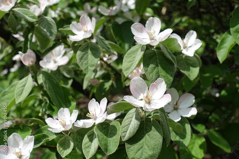 Light pink flowers in the leafage of quince tree in May Light pink flowers in the leafage of quince tree in May