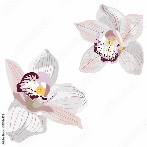 Orchid white flower. Hand drawn illustration isolated on white background.