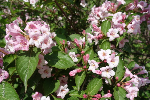 Multiple pink flowers of Weigela florida in mid May