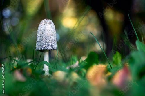 Fairy landscape of nature. Cute lonely mushroom growing on forest floor against blurred background of thicket. Natural seasonal background. Beauty and magic of nature on Earth.
