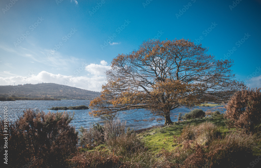 Beautiful tree at Lough Allua in Ireland Beautiful tree at Lough Allua in Ireland