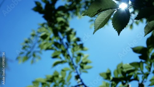 Leaves blowing gently in the sun, against a blue sky in 4K